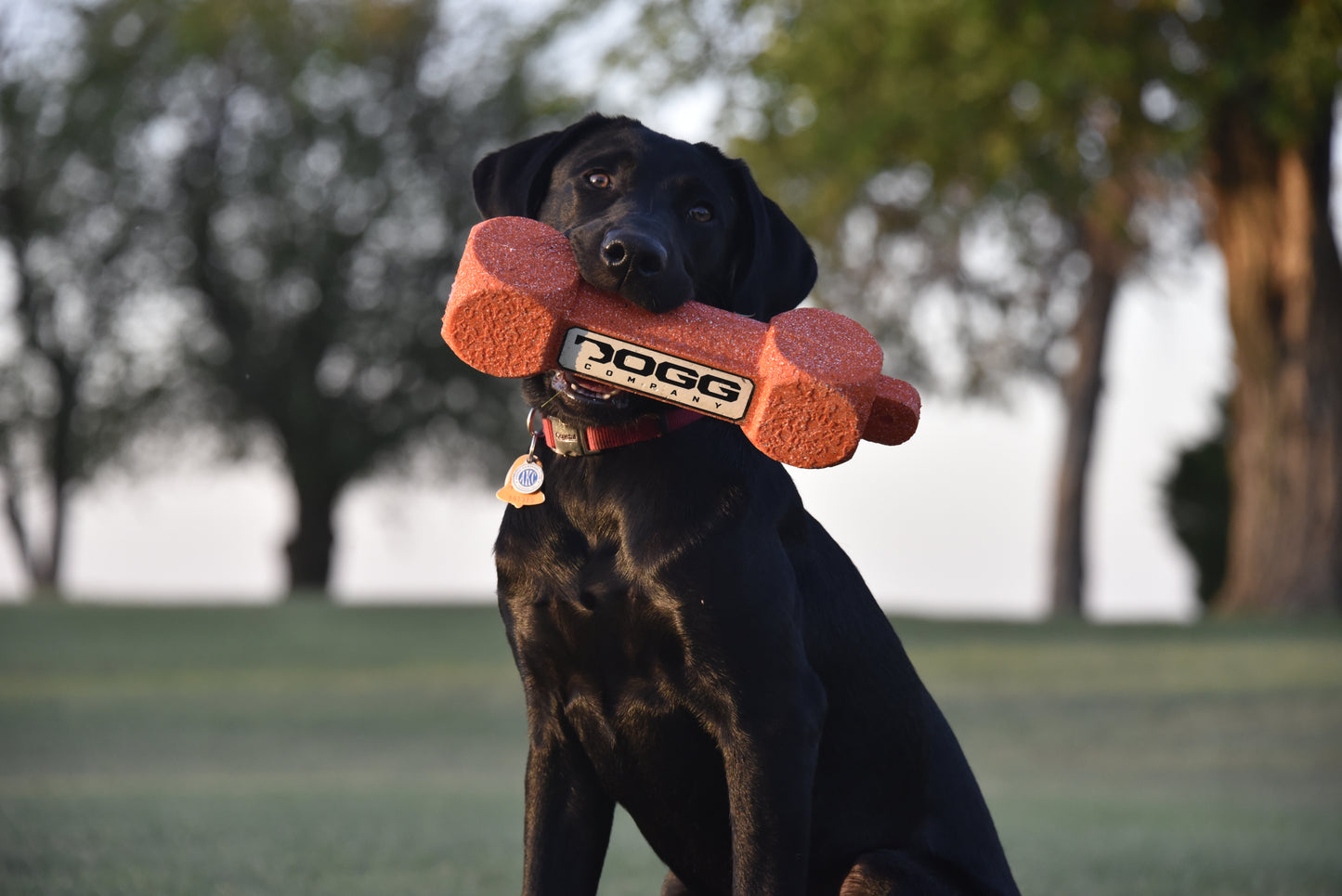 Dogg Bumper 3 pack